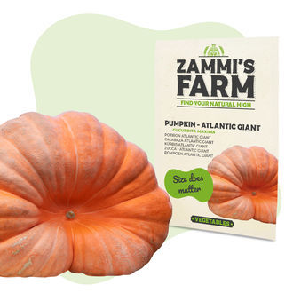 Atlantic Giant gr&aelig;skarfr&oslash; (Cucurbita maxima)