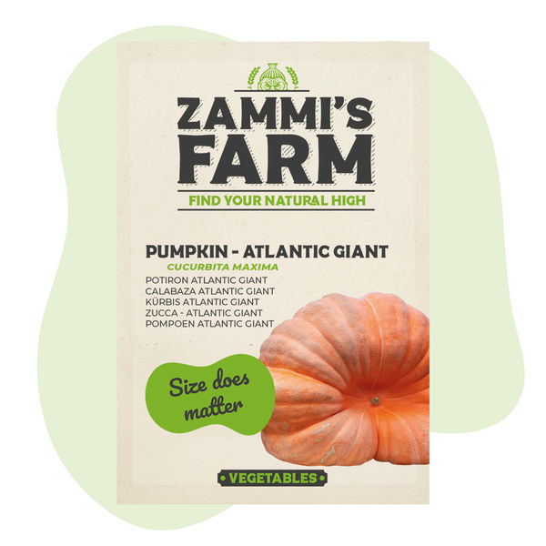 Atlantic Giant græskarfrø (Cucurbita maxima)