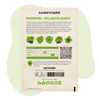Atlantic Giant græskarfrø (Cucurbita maxima)