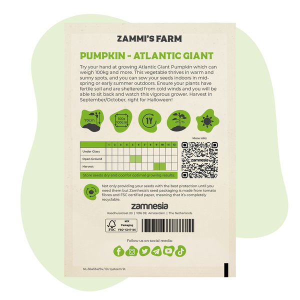 Atlantic Giant græskarfrø (Cucurbita maxima)