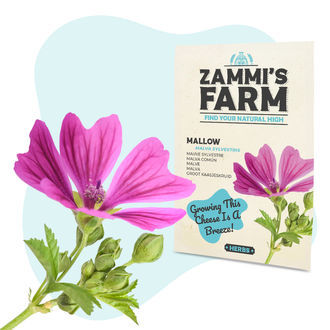 Almindelig katost (Malva sylvestris) fr&oslash;