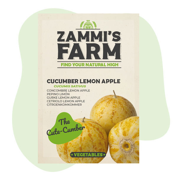 Frø af Lemon Apple-agurk (Cucumis sativus)