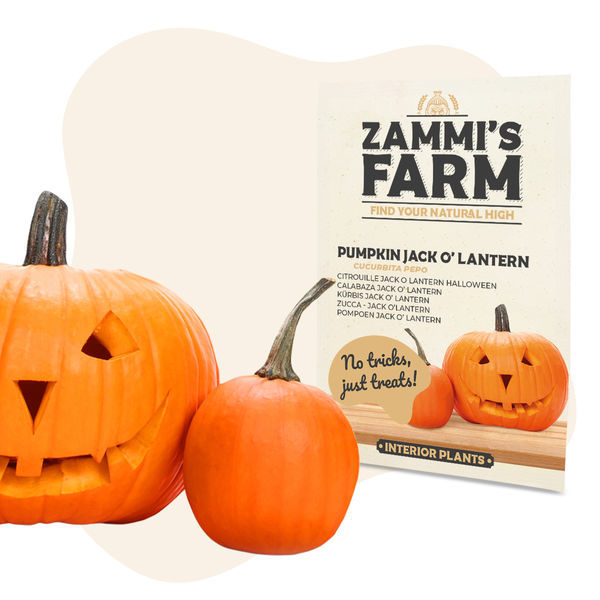 Græskarfrø: Jack O' Lantern (Cucurbita pepo)