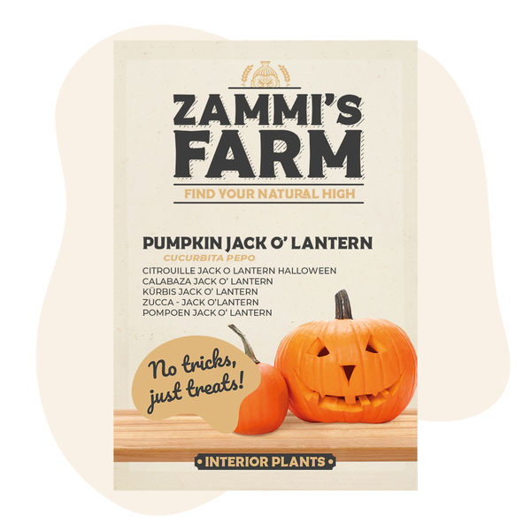 Græskarfrø: Jack O' Lantern (Cucurbita pepo)