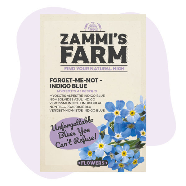 Forglemmigej 'Indigo Blue' (Myosotis alpestris) frø
