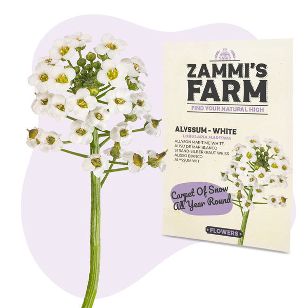Alyssum (Lobularia maritima) frø