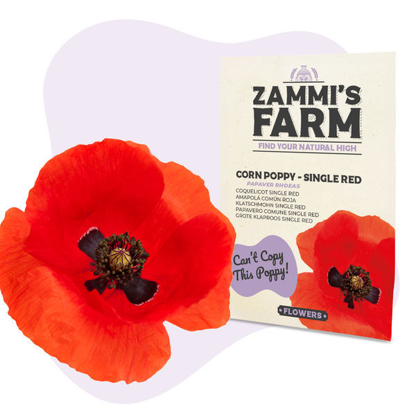 Kornvalmue ‘Single Red’ (Papaver rhoeas) frø