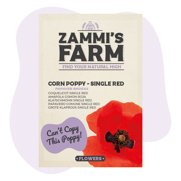 Kornvalmue ‘Single Red’ (Papaver rhoeas) frø