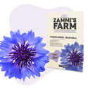Kornblomst 'Blue Ball' (Centaurea cyanus) frø