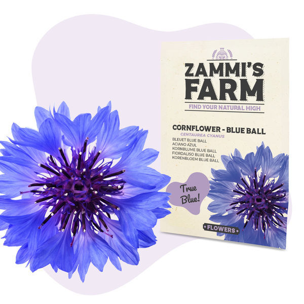 Kornblomst 'Blue Ball' (Centaurea cyanus) frø