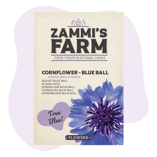 Kornblomst 'Blue Ball' (Centaurea cyanus) frø