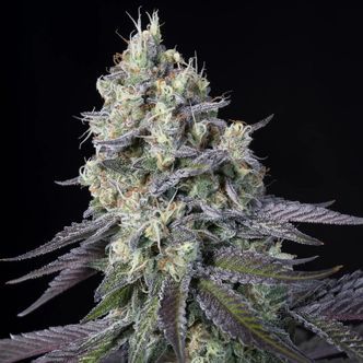 Purple Mintz (Paradise Seeds) Feminiserede cannabisfr&oslash;