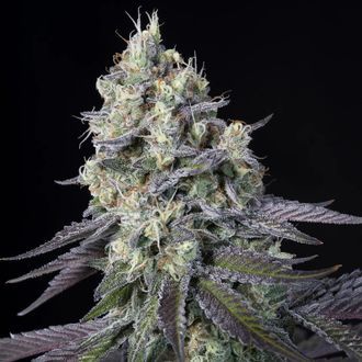 Purple Mints (Paradise Seeds) Feminiserede