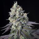 Purple Mints (Paradise Seeds) Feminiserede