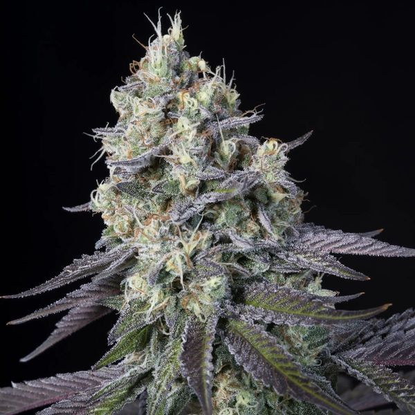 Purple Mints (Paradise Seeds) Feminiserede