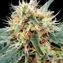 Stromboli Auto (Paradise Seeds) Feminiserede