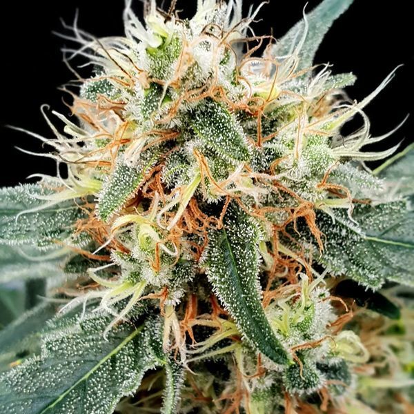 Stromboli Auto (Paradise Seeds) Feminiserede
