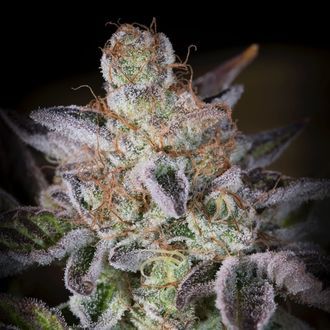 Sweetopia (Paradise Seeds) Feminiserede