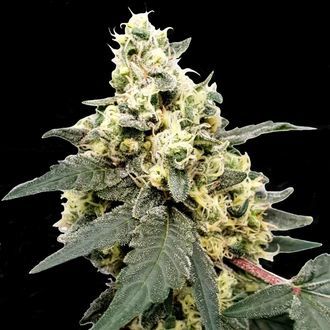 Lemonade Auto (Paradise Seeds) Feminiserede