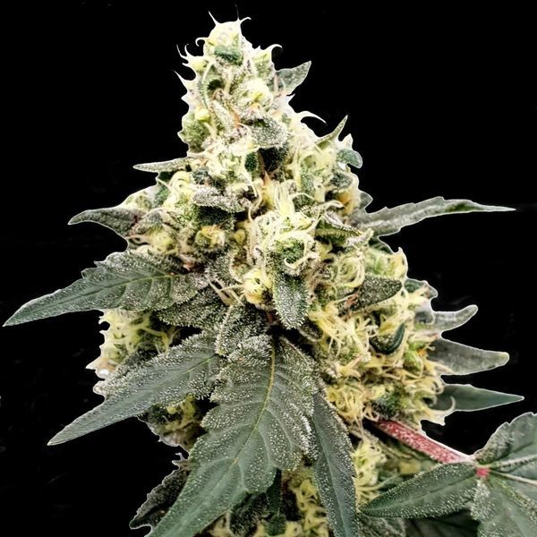 Lemonade Auto (Paradise Seeds) Feminiserede