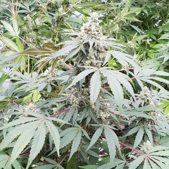 Lemonade Auto (Paradise Seeds) Feminiserede