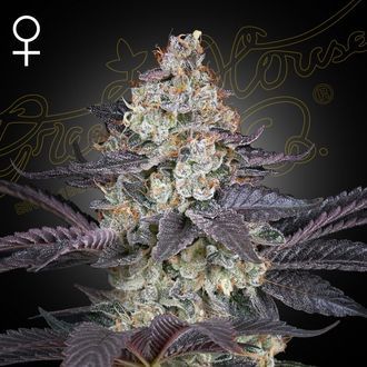 Ztrawberry (Greenhouse Seeds) Feminiserede