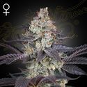 Ztrawberry (Greenhouse Seeds) Feminiserede