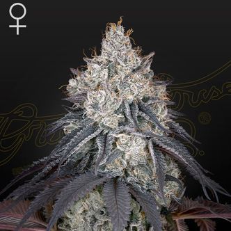 Lemon Orange (Greenhouse Seeds) feminiserede cannabisfr&oslash;