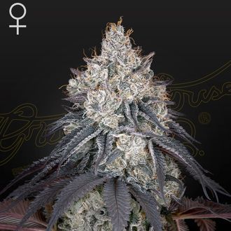 Lemon Orange (Greenhouse Seeds) Feminiserede