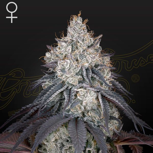 Lemon Orange (Greenhouse Seeds) Feminiserede