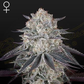 Fullgas! (Greenhouse Seeds) feminiserede cannabisfr&oslash;
