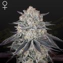 Fullgas! (Greenhouse Seeds) Feminiserede