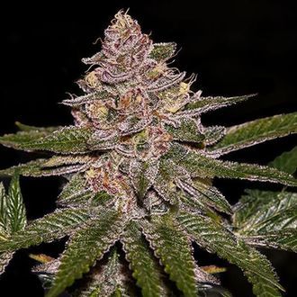 Radical Juice (Ripper Seeds) Feminiserede