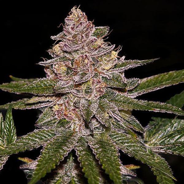 Radical Juice (Ripper Seeds) Feminiserede