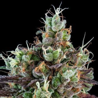 Sour Ripper (Ripper Seeds) Feminiserede