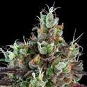 Sour Ripper (Ripper Seeds) Feminiserede