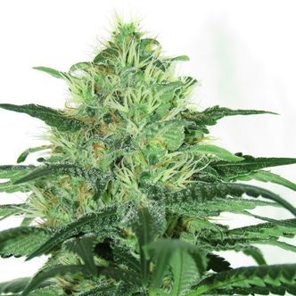 Sideral (Ripper Seeds) feminiserede cannabisfr&oslash;