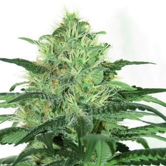 Sideral (Ripper Seeds) Feminiserede