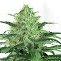 Sideral (Ripper Seeds) Feminiserede