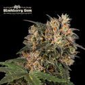 Blackberry Gum (Seedstockers) Feminiserede