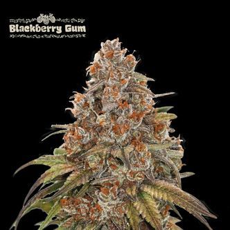 Blackberry Gum Auto (Seedstockers Superior) feminiserede cannabisfr&oslash;