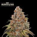 Blackberry Gum Auto (Seedstockers) Feminiserede