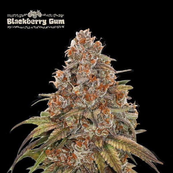 Blackberry Gum Auto (Seedstockers) Feminiserede