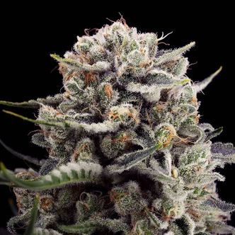 B-45 af Booba (Silent Seeds) feminiserede cannabisfr&oslash;