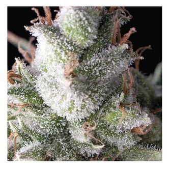 Auto Ramses (Pyramid Seeds) feminiseret
