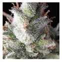 Auto Ramses (Pyramid Seeds) Feminiserede