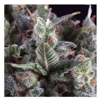 Auto Olympia (Pyramid Seeds) feminiserede