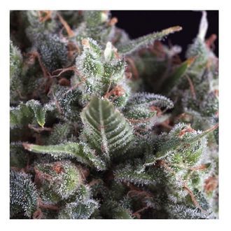 Auto Olympia (Pyramid Seeds) Feminiserede
