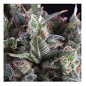 Auto Olympia (Pyramid Seeds) Feminiserede