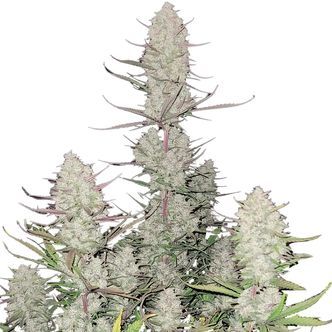 Tropicana Cookies Auto (FastBuds) feminiserede cannabisfr&oslash;